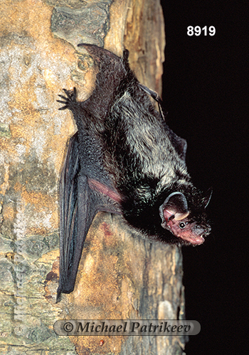 Silver-haired Bat (Lasionycteris noctivagans)